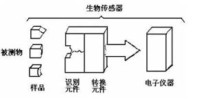 生物传感器的物理模型