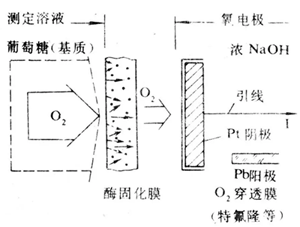 测量氧消耗量的葡萄糖传感器